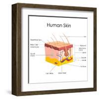 Human Skin Anatomy-stockshoppe-Framed Art Print