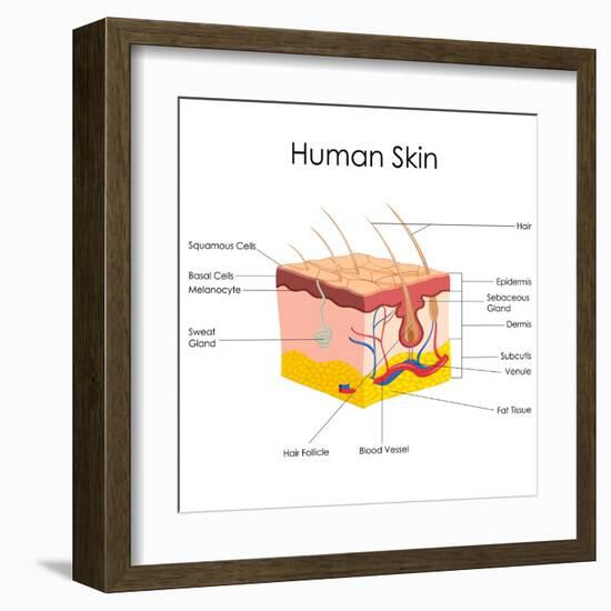 Human Skin Anatomy-stockshoppe-Framed Art Print