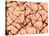 Human Skin Surface, SEM-Susumu Nishinaga-Stretched Canvas