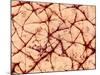 Human Skin Surface, SEM-Susumu Nishinaga-Mounted Photographic Print