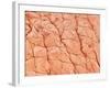 Human Skin-Micro Discovery-Framed Photographic Print