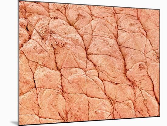 Human Skin-Micro Discovery-Mounted Photographic Print