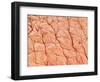 Human Skin-Micro Discovery-Framed Photographic Print