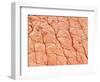 Human Skin-Micro Discovery-Framed Photographic Print