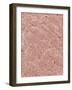 Human Skin-Micro Discovery-Framed Photographic Print