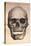 Human Skull, 1841-null-Stretched Canvas