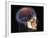 Human Skull and Brain, 3D CT Scan-null-Framed Photographic Print