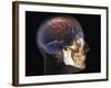 Human Skull and Brain, 3D CT Scan-null-Framed Photographic Print