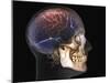 Human Skull and Brain, 3D CT Scan-null-Mounted Photographic Print