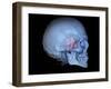Human Skull and Site of Pituitary Gland, 3D CT Scan-null-Framed Photographic Print