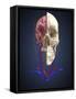 Human Skull Showing Brain and Circulatory System-Stocktrek Images-Framed Stretched Canvas