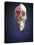 Human Skull Showing Brain and Circulatory System-Stocktrek Images-Stretched Canvas