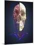 Human Skull Showing Brain and Circulatory System-Stocktrek Images-Mounted Art Print