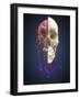 Human Skull Showing Brain and Circulatory System-Stocktrek Images-Framed Art Print