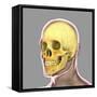 Human Skull-Stocktrek Images-Framed Stretched Canvas