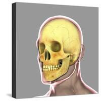 Human Skull-Stocktrek Images-Stretched Canvas