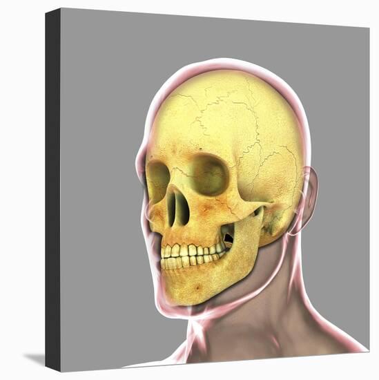 Human Skull-Stocktrek Images-Stretched Canvas