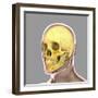 Human Skull-Stocktrek Images-Framed Art Print