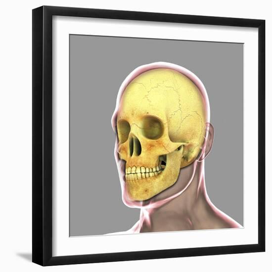 Human Skull-Stocktrek Images-Framed Art Print