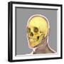 Human Skull-Stocktrek Images-Framed Art Print
