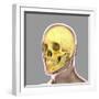 Human Skull-Stocktrek Images-Framed Art Print