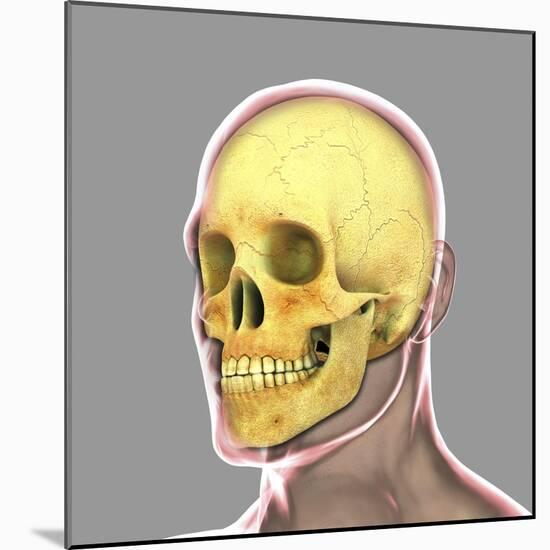Human Skull-Stocktrek Images-Mounted Art Print