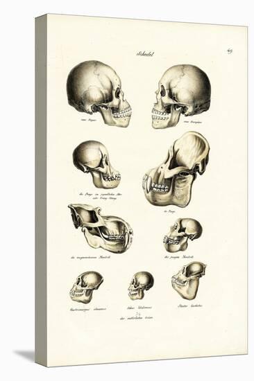 Human Skulls, 1824-Karl Joseph Brodtmann-Stretched Canvas