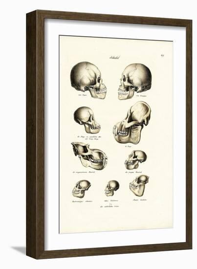 Human Skulls, 1824-Karl Joseph Brodtmann-Framed Giclee Print