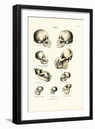 Human Skulls, 1824-Karl Joseph Brodtmann-Framed Giclee Print