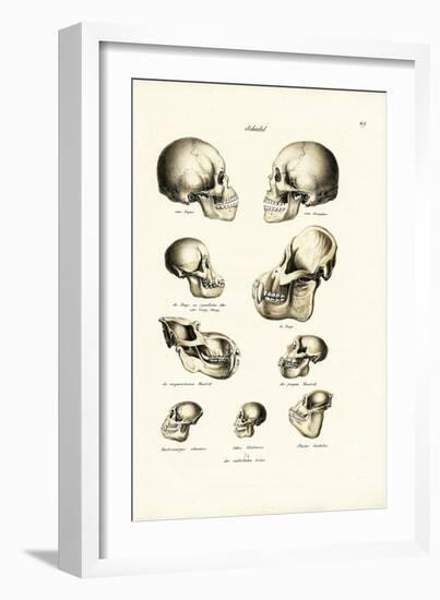 Human Skulls, 1824-Karl Joseph Brodtmann-Framed Giclee Print