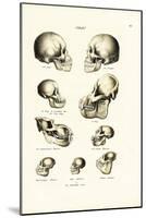 Human Skulls, 1824-Karl Joseph Brodtmann-Mounted Giclee Print