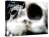 Human Skulls-Jason Martin-Stretched Canvas