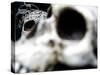 Human Skulls-Jason Martin-Stretched Canvas