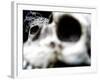 Human Skulls-Jason Martin-Framed Photographic Print