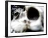 Human Skulls-Jason Martin-Framed Photographic Print