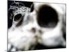 Human Skulls-Jason Martin-Mounted Photographic Print
