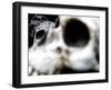 Human Skulls-Jason Martin-Framed Photographic Print