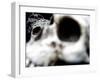 Human Skulls-Jason Martin-Framed Photographic Print