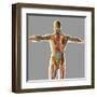 Human Spinal Cord-Stocktrek Images-Framed Art Print