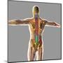 Human Spinal Cord-Stocktrek Images-Mounted Art Print