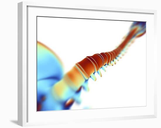 Human Spine,computer Artwork-PASIEKA-Framed Photographic Print