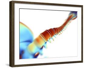 Human Spine,computer Artwork-PASIEKA-Framed Photographic Print