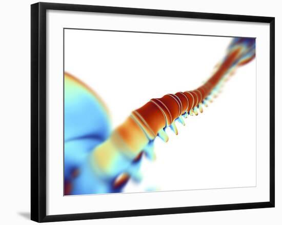 Human Spine,computer Artwork-PASIEKA-Framed Photographic Print