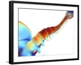 Human Spine,computer Artwork-PASIEKA-Framed Photographic Print