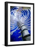 Human Spine Model-Arno Massee-Framed Photographic Print