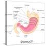 Human Stomach Anatomy-stockshoppe-Stretched Canvas