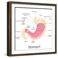 Human Stomach Anatomy-stockshoppe-Framed Art Print