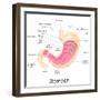 Human Stomach Anatomy-stockshoppe-Framed Art Print