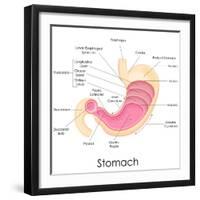 Human Stomach Anatomy-stockshoppe-Framed Art Print