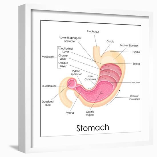 Human Stomach Anatomy-stockshoppe-Framed Art Print